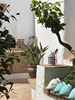 huisjetehuur Spanje Malaga Sedella