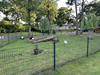 huisjetehuur Prachtig Chalet Achterhoek/gelderland Harfsen