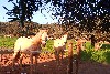 Portugal Alentejo, Odemira Casa nova da Cruz