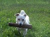 vakantiehuis Vakantiehuis Bungalow Tilbourg Aquitane, Lot et Garonne 47170 Sos