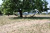 vakantiehuis Vakantiehuis Bungalow Tilbourg Frankrijk Aquitane, Lot et Garonne 47170 Sos