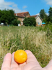 Frankrijk Dordogne Nouvelle Aquitaine Jumilhac Le Grand