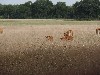 huisjetehuur Nederland Drenthe Doldersum