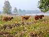 vakantiehuis Vakantiehuisje aan het water Drenthe Zuidwolde