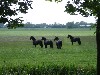 vakantiehuis Oostmahorn-Anjum Friesland Nederland