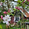 huisjetehuur knus huisje De Vrolijke Haan Gelderland Winterswijk Corle