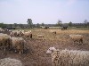 Nederland Gelderland Uddel