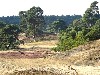 huisjetehuur Tiny house in de natuur Gelderland | Veluwe Hulshorst