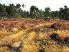 vakantiehuis Tiny house in de natuur Nederland Hulshorst