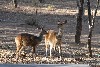 vakantiehuis Treetops bij het Krugerpark Mpumalanga Marloth Park