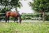 huisjetehuur Dorpswoning de Volbloed Noord-Brabant Leende