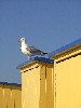 huisjetehuur Villa Holland Noord-holland KUST Sint Maartenszee