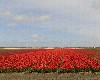 vakantiehuis Julianadorp aan Zee Noord-Holland Nederland