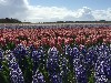 vakantiehuis Sint Maartenszee Nederland Noord Holland