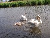 huisjetehuur Zomerhuisje Noord Holland Grootebroek