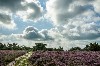 huisjetehuur Erve Heidepark Overijssel Lemelerveld