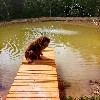 huisjetehuur Bossen, natuur, hond welkom Rijnland Palts Bad Sobernheim