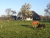 vakantiehuis Boerderij 't Witte Terphuis Nederland Veluwe Gelderland Wezep