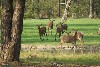 vakantiehuis Mooi vrijstaand L-chalet Veluwe Gelderland Hoenderloo