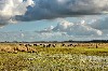 Nederland Waddengebied / Groningen Lauwersoog