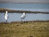 huisjetehuur Nederland Zeeland S-D Moriaanshoofd