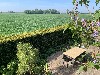 Nederland Zeeland/ Zeeuws-Vlaanderen Driewegen, Breskens, Cadzand