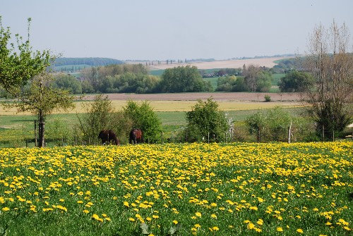 vakantiehuis Nederland Zuid Limburg