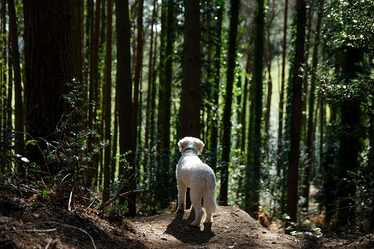 Met de hond naar de Veluwe