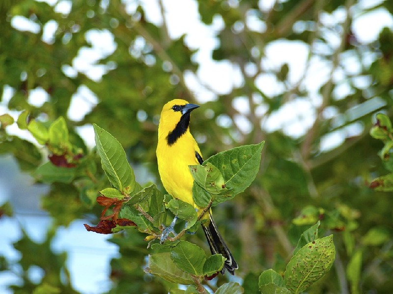 natuur huisje huren curacao